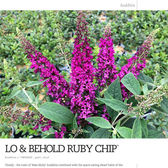 Preview of Lo & Behold Ruby Chip® Buddleia spec sheet PDF