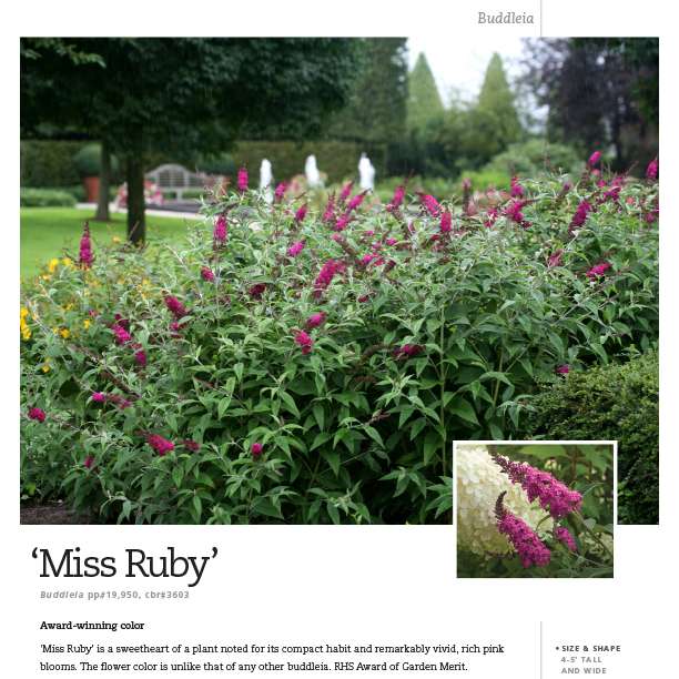 Preview of Buddleia ‘Miss Ruby’ spec sheet PDF