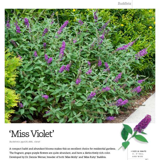 Preview of Buddleia ‘Miss Violet’ spec sheet PDF