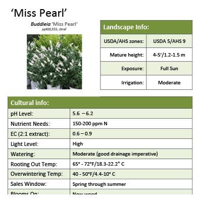 Preview of Buddleia ‘Miss Pearl’ grower sheet PDF