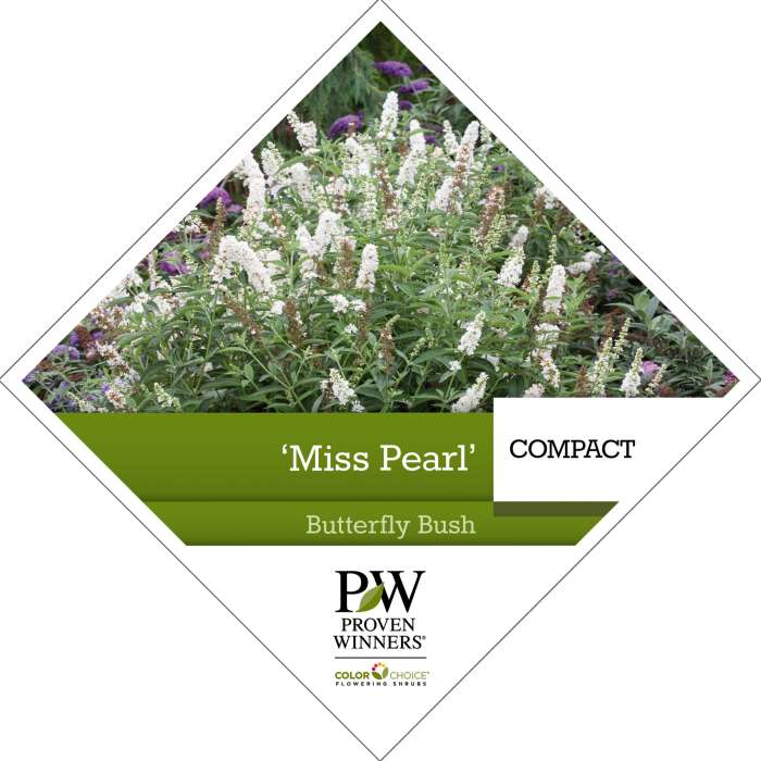Preview of Buddleia ‘Miss Pearl’ PDF