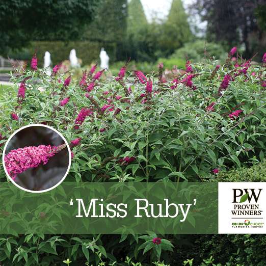 Preview of Buddleia ‘Miss Ruby’ benchcard PDF