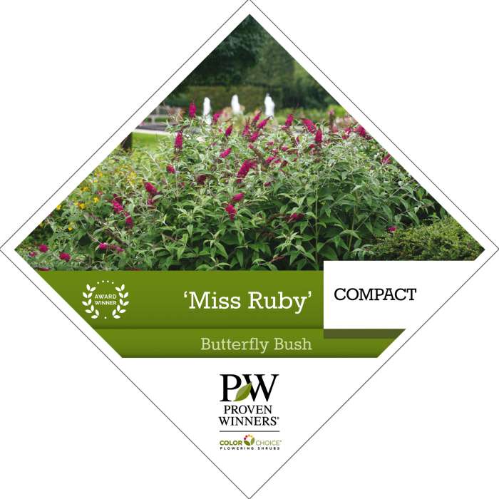 Preview of Buddleia ‘Miss Ruby’  PDF
