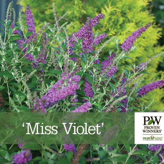 Preview of Buddleia ‘Miss Violet’ benchcard PDF