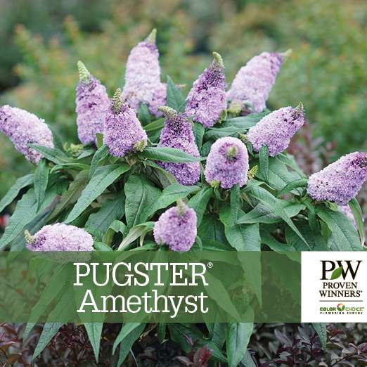 Preview of Pugster® Amethyst Buddleia benchcard PDF