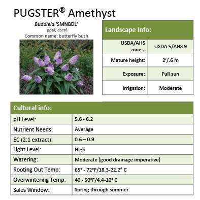 Preview of Pugster® Amethyst Buddleia grower sheet PDF