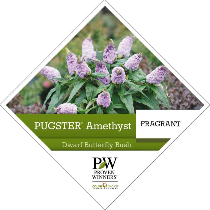 Preview of Pugster® Amethyst Buddleia PDF