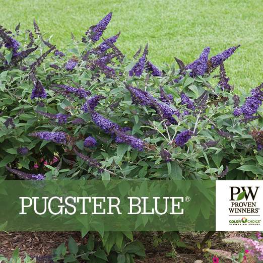 Preview of Pugster Blue® Buddleia benchcard PDF