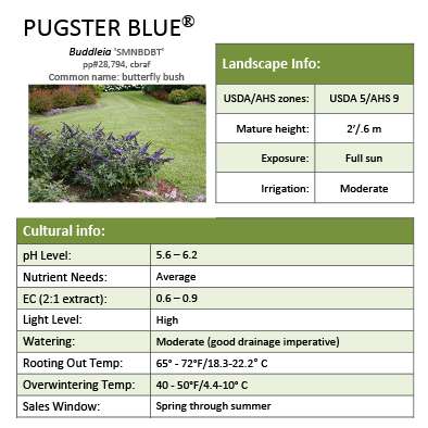 Preview of Pugster Blue® Buddleia grower sheet PDF