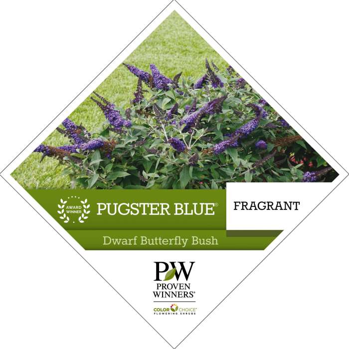 Preview of Pugster Blue® Buddleia tag PDF