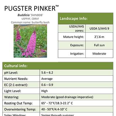 Preview of Pugster Pinker™ Buddleia PDF