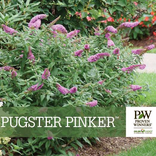 Preview of Pugster Pinker™ Buddleia Benchcard PDF