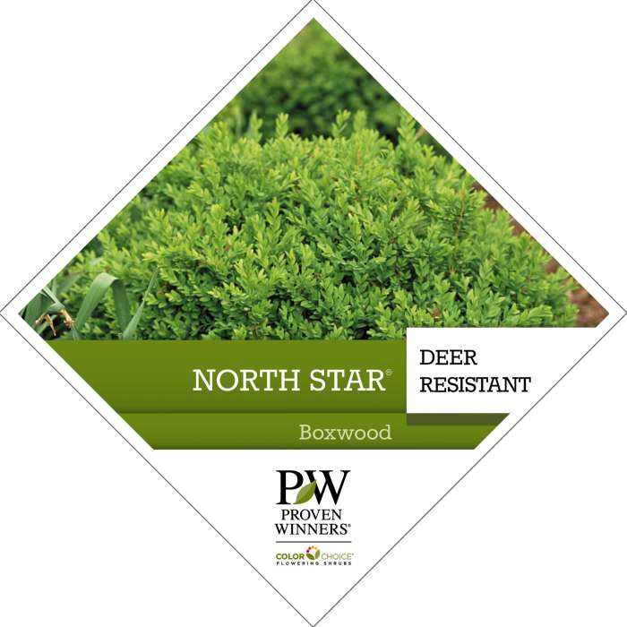 Preview of North Star® Buxus PDF
