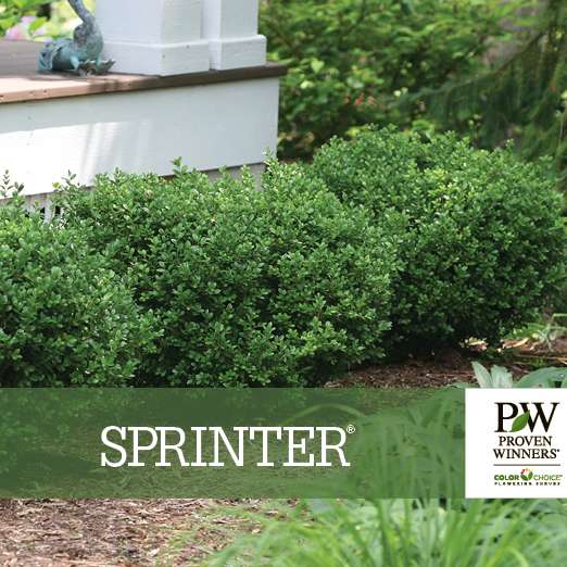 Preview of Sprinter® Buxus benchcard PDF