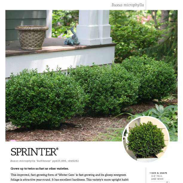 Preview of Sprinter® Buxus spec sheet PDF