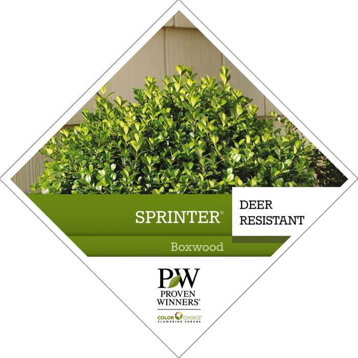 Preview of Sprinter® Buxus PDF
