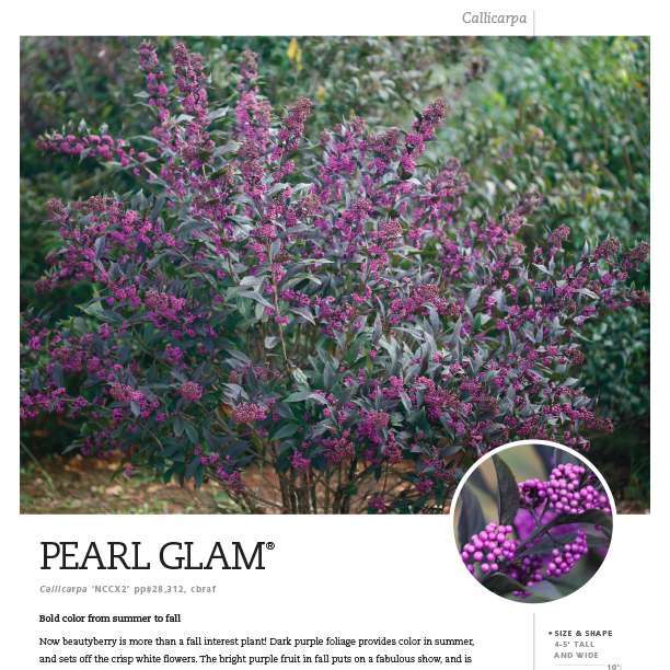 Preview of Pearl Glam® Callicarpa spec sheet PDF