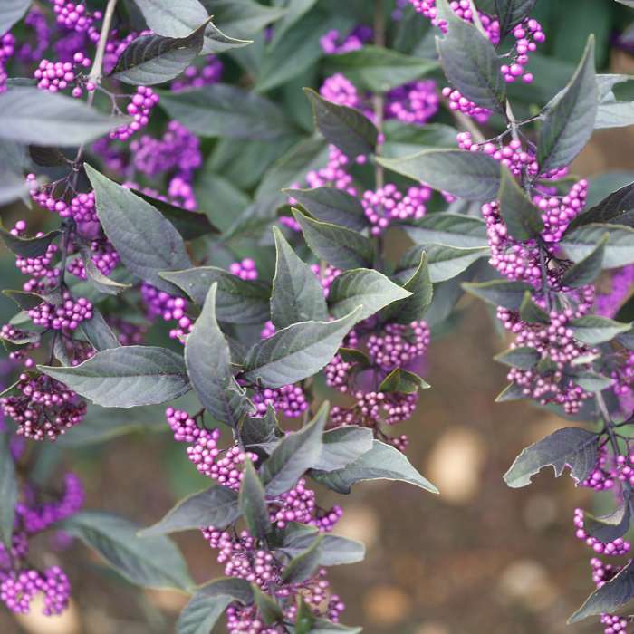 Preview of Plant of the Week: September 26, 2019 PDF