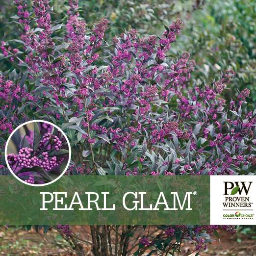 Preview of Pearl Glam® Callicarpa benchcard PDF