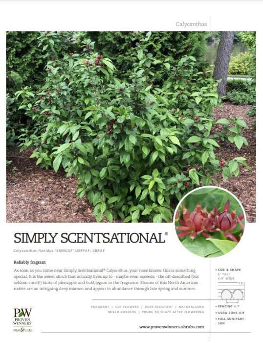 Preview of Simply Scentsational® Calycanthus PDF