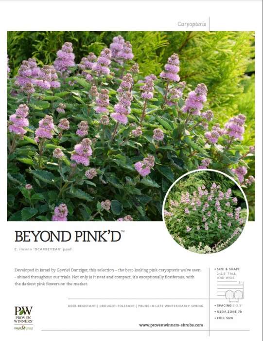 Preview of Beyond Pink’D™ Caryopteris spec sheet PDF