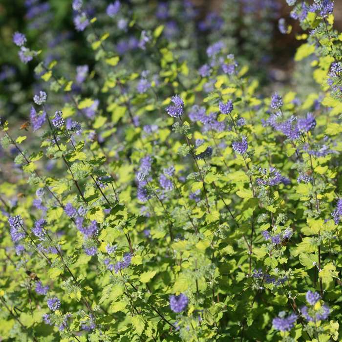 Preview of Plant of the Week July 14, 2022 Sunshine Blue II caryopteris PDF