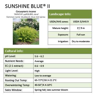 Preview of Sunshine Blue® II Caryopteris grower sheet PDF