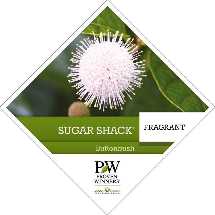 Preview of Sugar Shack® Cephalanthus PDF