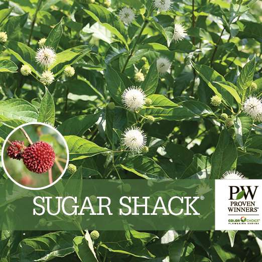 Preview of Sugar Shack® Cephalanthus benchcard PDF