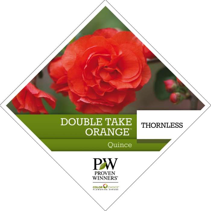 Preview of Double Take Orange™ Chaenomeles tag PDF