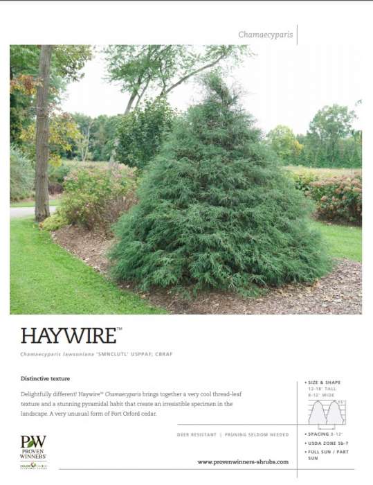 Preview of Haywire™ Chamaecyparis spec sheet PDF