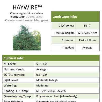 Preview of Haywire™ Chamaecyparis Grower Sheet PDF