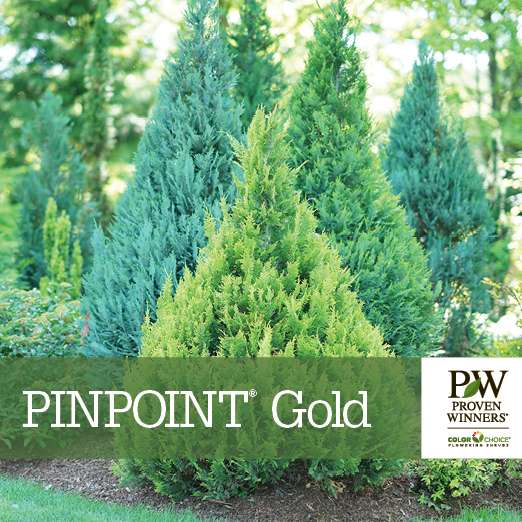 Preview of Pinpoint® Gold Chamaecyparis Benchcard PDF