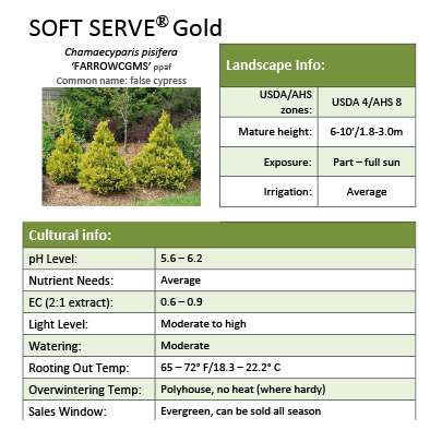Preview of Soft Serve® Gold Chamaecyparis grower sheet PDF