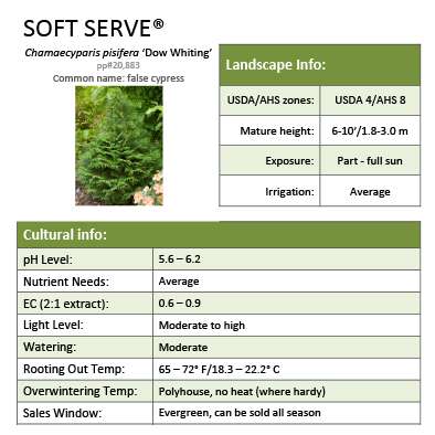 Preview of Soft Serve® Chamaecyparis grower sheet PDF