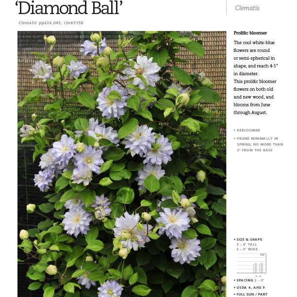 Preview of ‘Diamond Ball’ Clematis spec sheet PDF