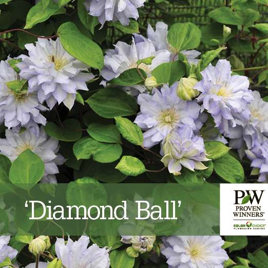 Preview of ‘Diamond Ball’ Clematis benchcard PDF