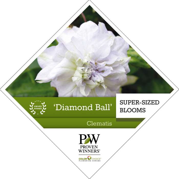 Preview of ‘Diamond Ball’ Clematis PDF