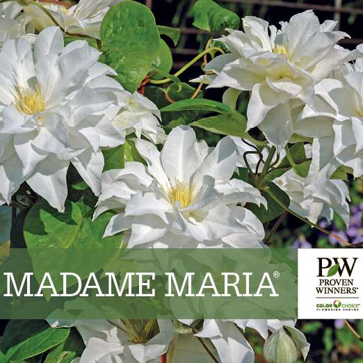 Live Shrub White Flowers, 1 Gallon Clematis Madame Maria 