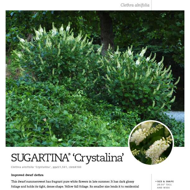 Preview of Sugartina® ‘Crystalina’ Clethra spec sheet PDF