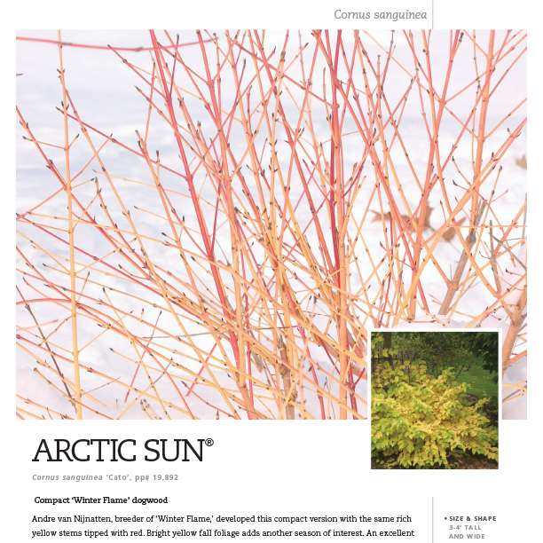 Preview of Arctic Sun® Cornus spec sheet PDF