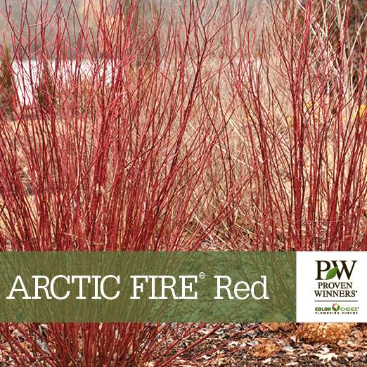 Preview of Arctic Fire® Red Cornus benchcard PDF