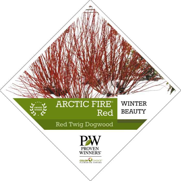 Preview of Arctic Fire® Red Cornus PDF