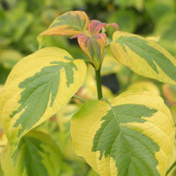 Preview of Plant of the Week: Golden Shadows® Cornus PDF