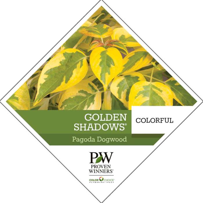 Preview of Golden Shadows Dogwood® Tag  PDF
