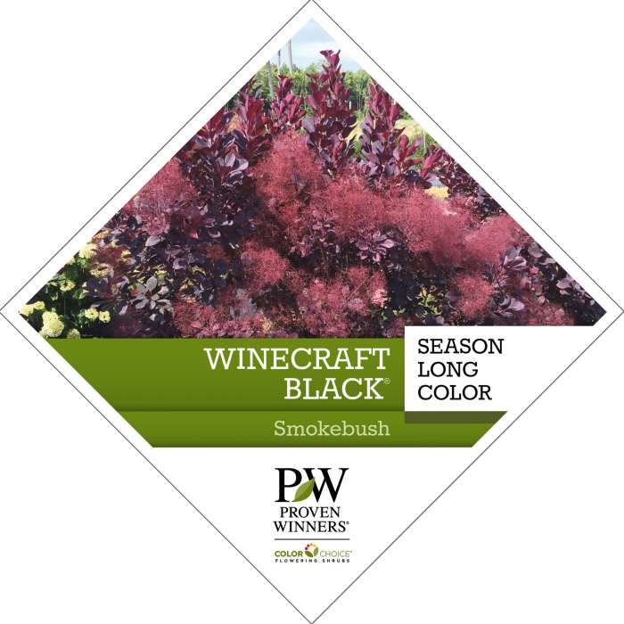 Preview of Winecraft Black® Cotinus PDF