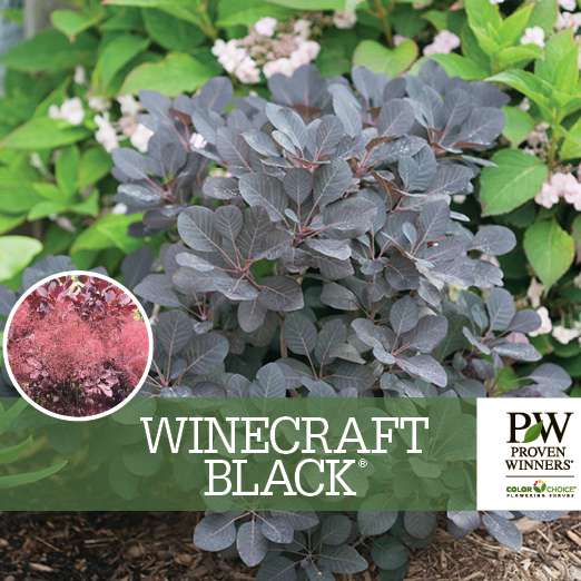 Preview of Winecraft Black® Cotinus benchcard PDF