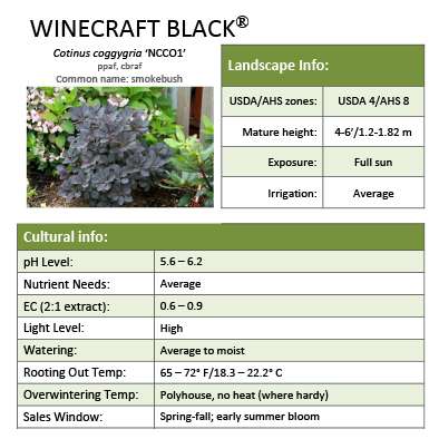 Preview of Winecraft Black® Cotinus grower sheet PDF