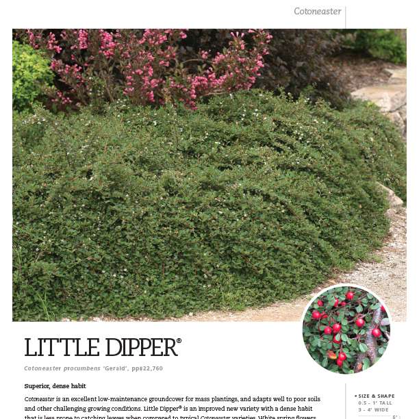 Preview of Little Dipper® Cotoneaster spec sheet PDF