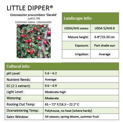 Preview of Little Dipper® Cotoneaster grower sheet PDF